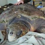 The adult loggerhead turtle weighed in at 279 pounds.