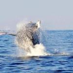 A breaching humpback whale in the Bay of Banderas at Punta Mita, on Mexico?s Pacific Coast.