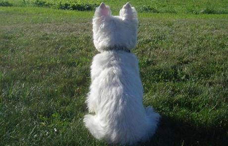 The author?s beloved West Highland terrier, Shorty. 

