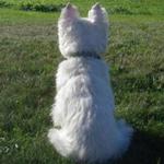 The author?s beloved West Highland terrier, Shorty. 