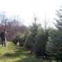 Bill Latham, a second-generation Christmas tree farmer in Groveland, walks through this year?s crop with his dog Peyton.