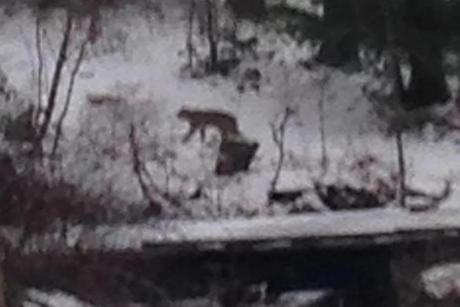 A resident on Pine Street took a picture of what ?certainly seems like a mountain lion,? an official said.
