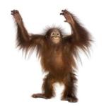 A young Bornean orangutan. 