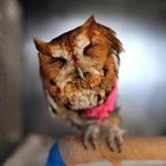 A screech owl sat on a perch mending a fractured wing at the New England Wildlife Center in Weymouth.