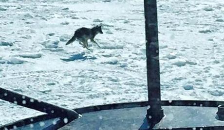 Coast Guard crew members spotted a coyote on the frozen water.
