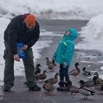 Anna Marek, 5, and her father, Arthur Marek, looked out for the welfare of the ducks in the Boston Public Garden after a light snowfall on Sunday.