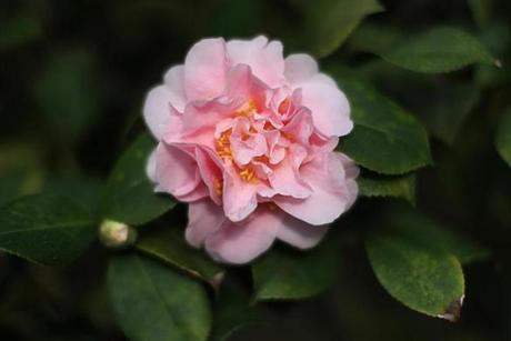 A camellia at the Lyman Estate Greenhouses.
