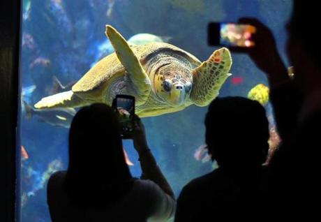 The New England Aquarium saw a substantial drop in attendance because of February snowstorms.
