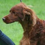 Jagger, a 3-year-old Irish Setter, collapsed and died after leaving the show with a bellyful of poisoned beef.
