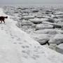 Ice chunks floated near Duck Harbor Beach as Winnie, a golden retriever from Barnstable, played nearby.