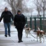 Wayne and Jennifer Feugill, of South Boston, were out walking their dogs Hooper and Hobbs on Castle Island.