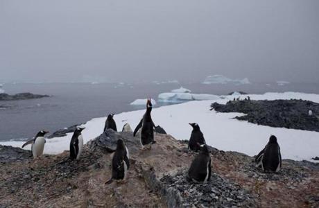 Penguins stood on a rock near a research station Antarctica.  
