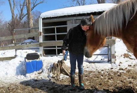 Barbara Graham of Athol with her first rescue from a Premarin farm, Reba, a 15-year-old Belgium that she got as a foal. 
