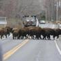 A herd of buffalo was loose from a farm in the town of Schodack. 