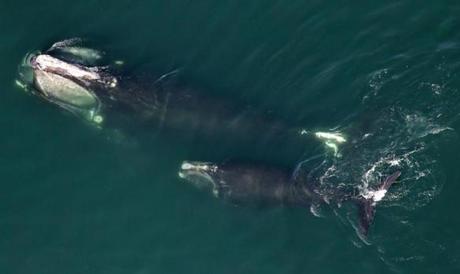 A mother and calf side by side off the shores of Duxbury Beach.
