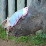 A rhino named Hope was treated with a dressing where her horns used to be. 
