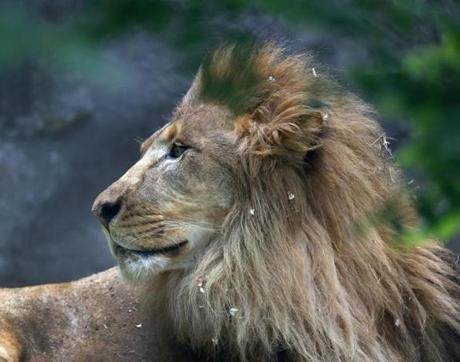 Kamaia the lion appeared publicly at the Franklin Park Zoo for the first time Friday.
