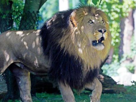 Dinari (pictured) is one of the two new lions at Franklin Park Zoo.
