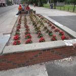 A flower bed was in a state of disrepair on the Tremont Street edge of the Boston Common.