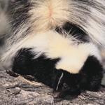 Skunks can be good neighbors but there are ways to resettle the odiferous mammals.