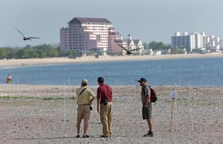 Environmental specialists (from left) Jon Regosin, Jorge Ayub, and Sean Riley checked on hatchlings at Revere Beach.
