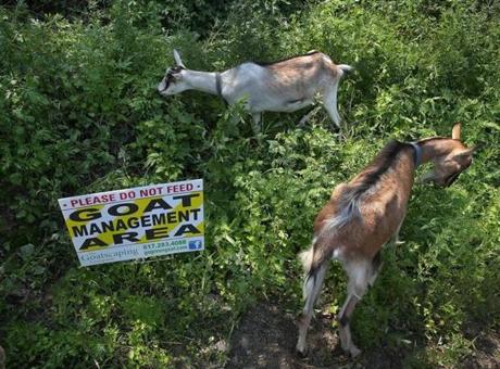 Two goats were at work in Hyde Park last year.
