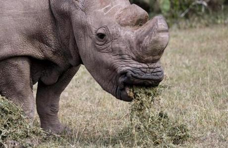 The last surviving male northern white rhino, named ?Sudan,? grazes at the Ol Pejeta Conservancy in Laikipia national park. 
