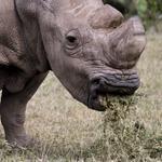 The last surviving male northern white rhino, named ?Sudan,? grazes at the Ol Pejeta Conservancy in Laikipia national park. 
