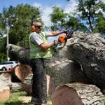 Tree warden Raymond Rose used a chainsaw to cut fallen trees in Wrentham on Wednesday.