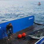 Off Cape Cod, OCEARCH researchers tag Mary Lee, a Great White Shark.