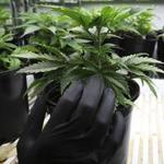 A technician checks on a marijuana plant growing at In Good Health?s warehouse; the company is waiting for a license to open a dispensary at the site. 