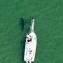 A female shark named Avery was the first great white to be tagged off Cape Cod this season. 