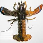 A orange-brown, split-colored lobster showed up at the Pine Point Fisherman's Co-Op.