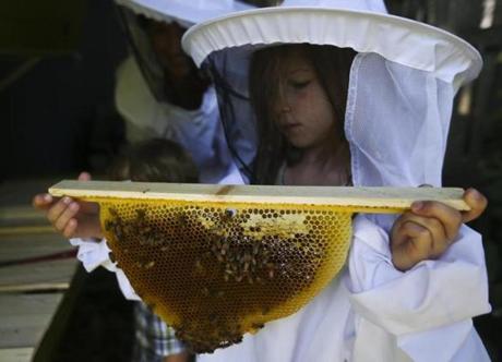 Pearl Neafsey, 6, holds one of the honeycombs from the beehive behind her family?s shed in Newton. Right: Some of the honey that Boston-based Best Bees gathers for third-year beekeepers Niles and Thiago DaSilva of the Boston.
