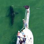 A female shark named Avery was the first Great White to be tagged off Cape Cod this season.