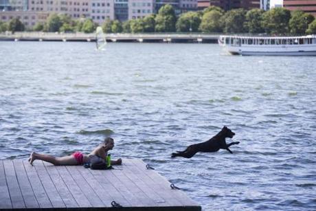 Maui, a 1 ½-year-old chocolate Labrador retriever, leaped past a sunbather into the Charles River along the Esplanade to fetch a tennis ball during a picture-perfect day on Wednesday.
