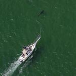 Researchers from the state Division of Marine Fisheries and the Atlantic White Shark Conservancy tracked a great white shark off the coast of Chatham.