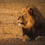 A profile of Cecil at sunset in Hwange National Park, Zimbabwe. (Ed Hetherington)