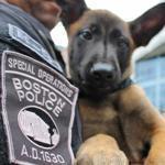Thousands of suggestions for the 9-week-old Belgian Shepherd?s name poured in over e-mail after Boston police announced the contest on Aug. 12.