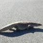 A fierce-looking 2 1/2-foot long lizard was found wandering through a residential neighborhood in Yarmouth on Wednesday, officials said.