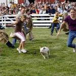 Children try to chase down running piglets during the Pig Scramble at the Deerfield Fair in Deerfield, N.H., Thursday, Sept. 28, 2006. Eight children have three minutes to catch one of eight pigs released in a ring and get it into a burlap bag. (AP Photo/Jim Cole) 0830BestFairs