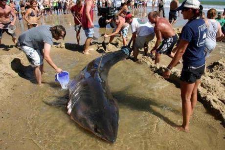 The 14-foot shark washed up alive on Whitecrest Beach in Wellfleet on Sunday morning.
