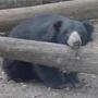 Two sloth bears at Capron Park Zoo in Attleboro died within a week of each other. 