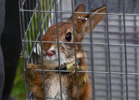 A New England cottontail bred in a refuge in Newington, N.H., was penned Thursday in advance of its release. 
