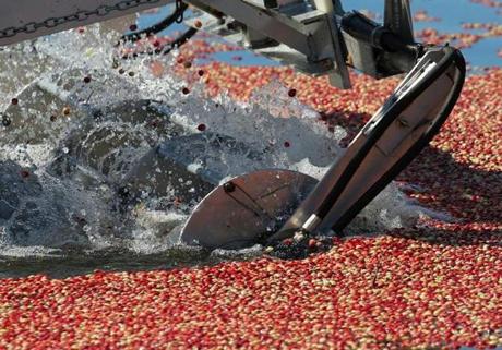 Farmers prepare for the first cranberry bog harvest of the year in Massachusetts. 

