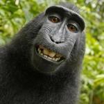 A selfie taken by a macaque monkey on the Indonesian island of Sulawesi with a camera that was positioned by British nature photographer David Slater in 2011. 