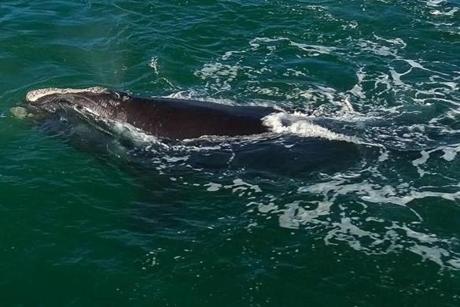 Resident Martin Del Vecchio captured drone footage of a rare North Atlantic right whale.

