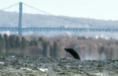 A humpback whale breached the surface near the Mount Hope Bridge in Rhode Island's Narragansett Bay. 
