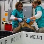 Leigh Woodman and Sarah Buttermore put a loggerhead in a temperature-controlled pool in Quincy.