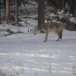 The coyote was spotted on Saturday and Sunday in Pembroke, N.H. 